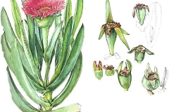 Plant-Illustration-of-Cape-fig