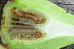Seeds-of-cape-fig
