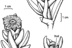 Sketch-of-Cape-fig