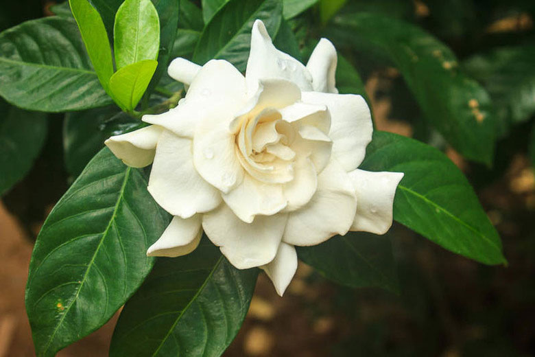 Flower-of-Cape-jasmine