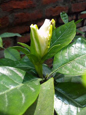 Flowering-bud-of-Cape-jasmine