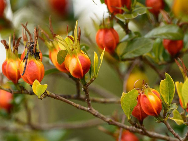 Mature-fruits-of-Cape-jasmine