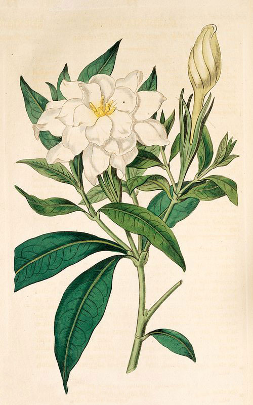 Plant-Illustration-of-Cape-jasmine