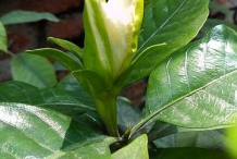 Flowering-bud-of-Cape-jasmine