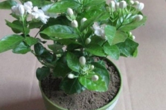 Cape-jasmine-plant-grown-on-the-pot