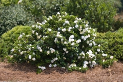 Cape-jasmine-plant