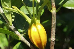 Immature-fruit-of-Cape-jasmine