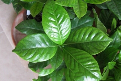 Leaves-of-Cape-jasmine