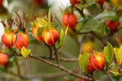 Mature-fruits-of-Cape-jasmine