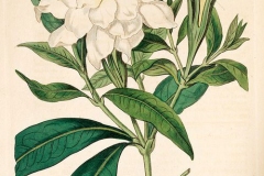 Plant-Illustration-of-Cape-jasmine