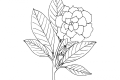 Sketch-of-Cape-jasmine