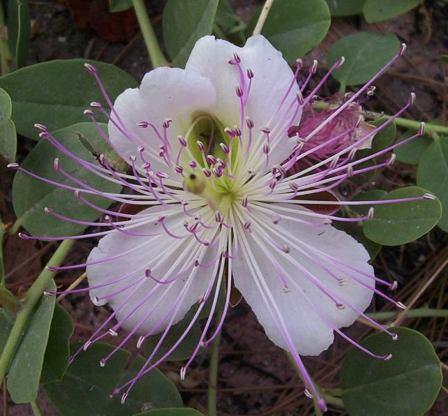 Caper-Flower