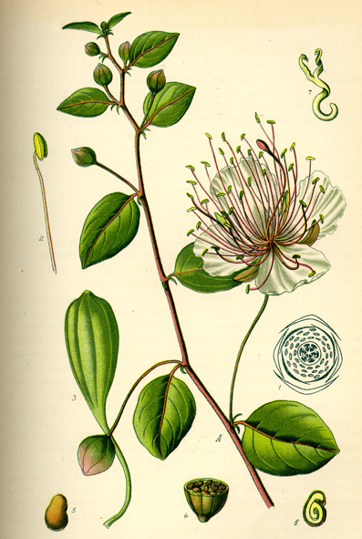 Capers-plant-Illustration