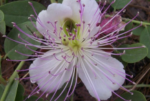 Caper-Flower