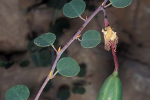 Caper-on-the-plant