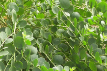 Capers-leaves