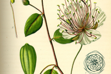 Capers-plant-Illustration