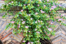 Capers-plant-on-the-wall