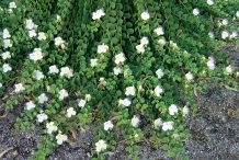 Capers-plant