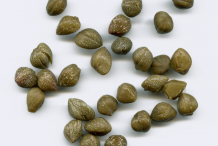 Capers