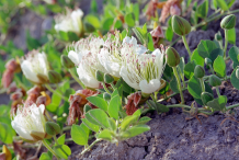 Flowers-on-the-Caper-plant