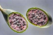 Half-cut-Caper