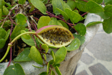 Ripe-Capers
