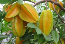 Carambola-fruit