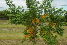 Carambola-tree
