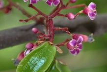Close-up-flower-of-Carambola