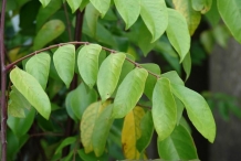 Leaves-of-Carambola