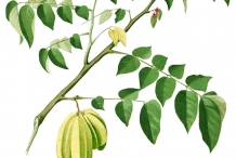 Plant-illustration-of-Carambola