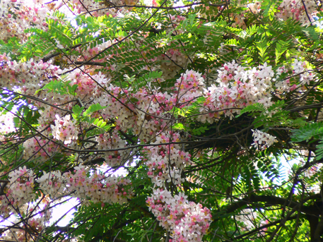 Carao-plant-during-flowering-season