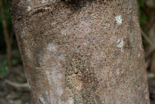 Bark-of-Carao