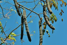 Carao-Fruit-on-the-tree