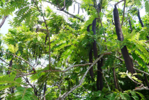 Carao-plant