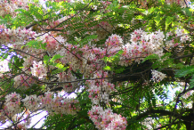 Carao-plant-during-flowering-season