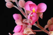Flower-of-Carao-plant