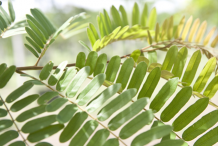 Leaves-of-Carao