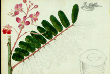Plant-Illustartion-of-Carao