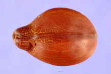 Seed-of-Carao-fruit