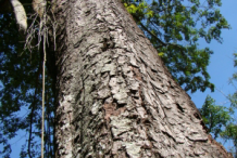 Trunk-of-Carao-plant