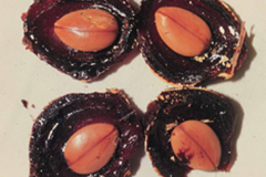 Carao-fruit-showing-flesh-and-seeds