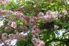 Carao-plant-during-flowering-season
