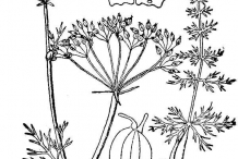 Caraway-drawing