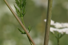 Caraway-stem