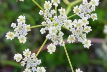 Close-up-flower-of-Caraway