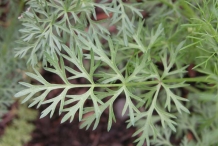 Leaves-of-Caraway