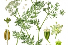 Plant-illustration-of-Caraway