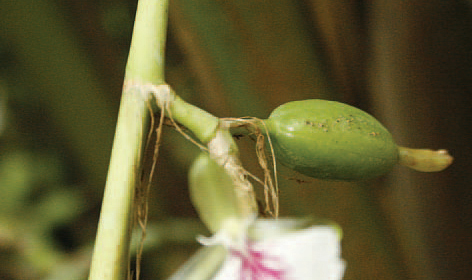 Cardamom-stem-and-buds